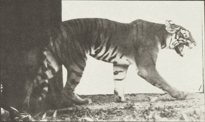 Tigress_walking_1884~1886.gif