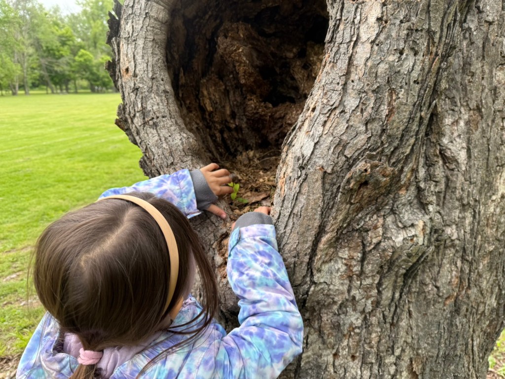 ALT="Picture of a young girl exploring the hollow inside a tree."